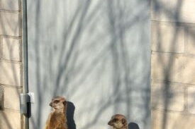 Who will set the agenda? Gatekeepers or communities?