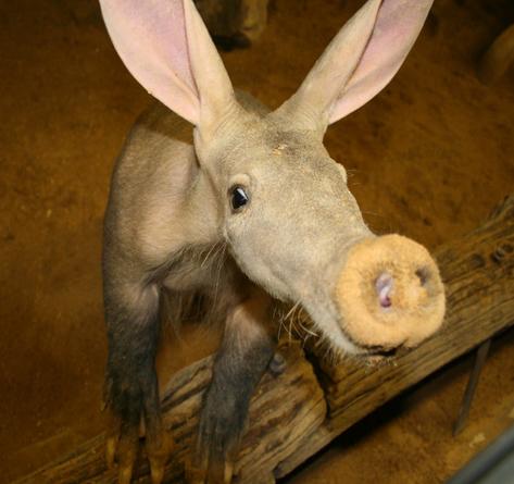 Erdferkel; Bildquelle www.zoo.saarbruecken.de